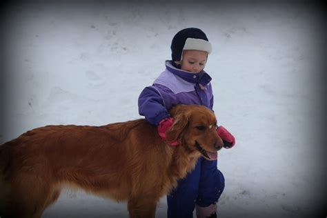 Golden Retrievers And Children Love Winter Outside Windy Knoll Golden