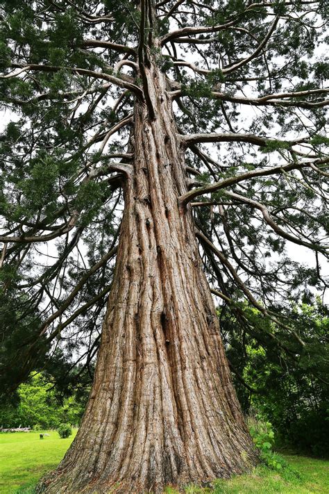 500 Redwood Tree Pictures Hd Download Free Images On Unsplash