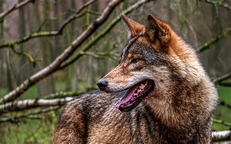 Download Wallpaper 3840x2400 Wolf Protruding Tongue Predator Forest
