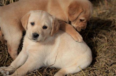 The new discount codes are constantly updated on couponxoo. Adorable Goldador Puppies -- Ready for New Homes! for Sale in Nunnelly, Tennessee Classified ...