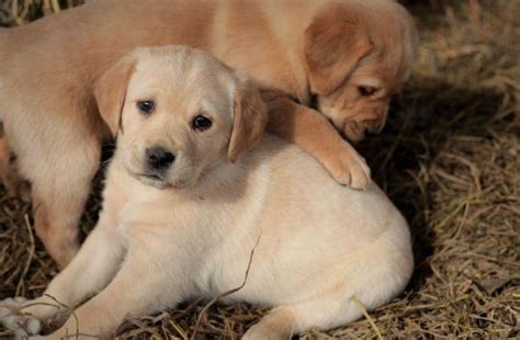 Beautiful golden retrievers from a breeder who truly cares! Goldador (Golden Retriever-Labrador) Puppies for Sale in ...