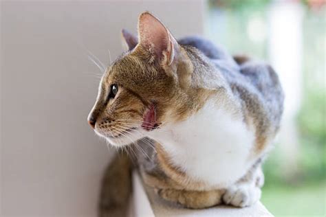An open wound has an opening in the skin, such as a cut, tear or puncture, while a closed wound is typically a contusion or bruise that does not have a skin opening. Cat bite wound abscess treatment - Wound Care Society
