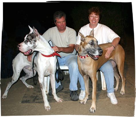 To learn more about each adoptable dog, click on the i icon for. Gentle Giants Rescue and Adoptions