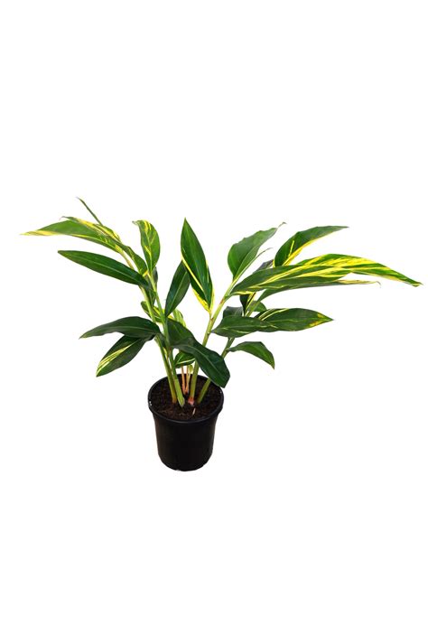 The plant is native to eastern asia—south japan to taiwan and south china to northern peninsula and malaysia. Alpinia zerumbet 'Variegated Shell Ginger' | Bamboo Land ...