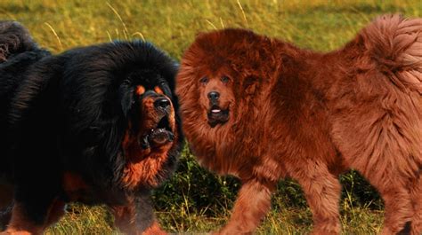 Seven Dogs That Look Like Lions Pethelpful