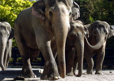 Oregon Zoos Father Of The Year Tusko The Elephant Again