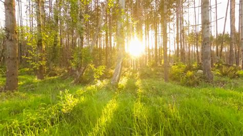 Walking Through The Forest At Sunset With Sun Rays Breaking Through The