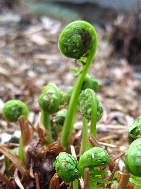 Matteuccia Species The Most Delicious Fiddlehead Ferns Backyard Forager