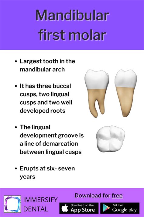 Mandibular First Molar Dentistry Dental Molars