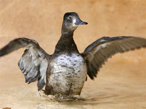 Rip Perky Local Duck Was A National Treasure