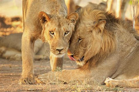 Two Male Lions Panthera Leo In Zimbabwe Digital Art By David Fettes