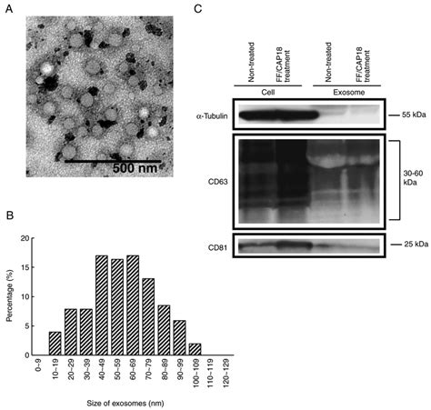 Isolation And Characterization Of Exosomes A Image Of Exosomes