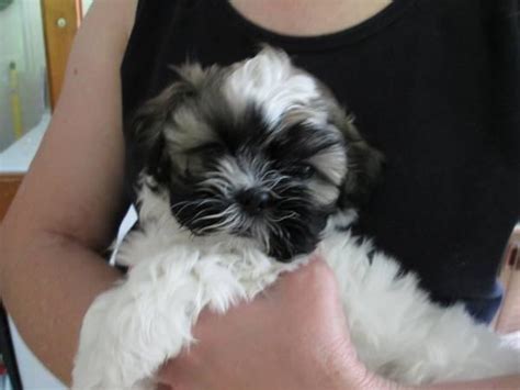 Quality bred akc shih tzus. 2 Female Shih Tzu Puppies for Sale in Humboldt, Iowa Classified | AmericanListed.com