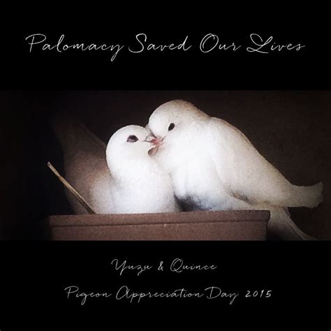 Pigeon Appreciation Day 61315