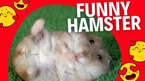 Funny Hamster Youtube