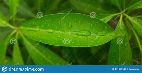 Amazing Leaf On Stock Image Image Of Flower Leaf Green 191687985