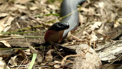 Most of the black and yellow snakes in this guide are suitable as pets, but not all of them! Close encounter of the black kind | Red belly black snake ...
