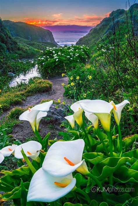 Spring At Calla Lily Valley In Garrapata State Park Big Sur