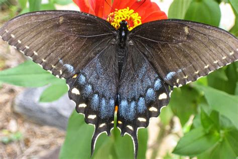 Discovering His Creation Eastern Tiger Swallowtail Papilio Glaucus