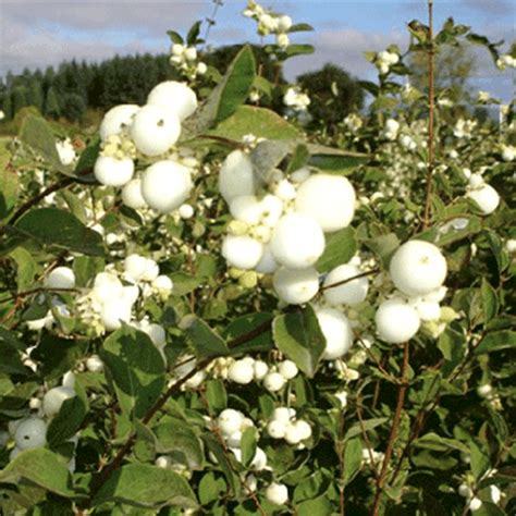 Snowberry White Trail Creek Nursery