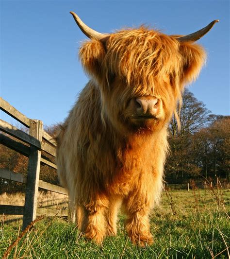 Scottish Highland Cow Cow Fluffy Cows Scottish Highland Cow