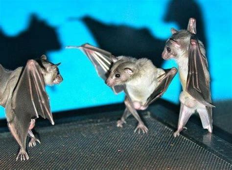 Flipping A Picture Of A Bat Upside Down Makes Them Look Like Theyre Partying Pictures