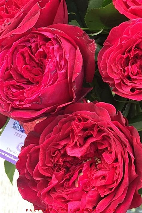David Austin Wedding Rose Tess Parfum Flower Company
