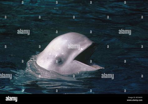 Beluga Whale Open Mouth Delphinapterus Hi Res Stock Photography And