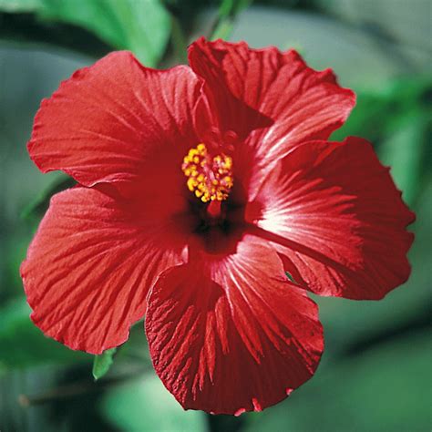 Hawaiian Hibiscus Custom Cutting — Best Hawaiian Plants From Kanoa Hawaii