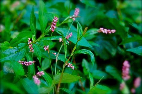 Check spelling or type a new query. Poppi Linn: Tiny Pink Flowers