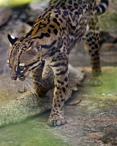 Texas Ocelot Endangered Species Texas Parks And Wildlife