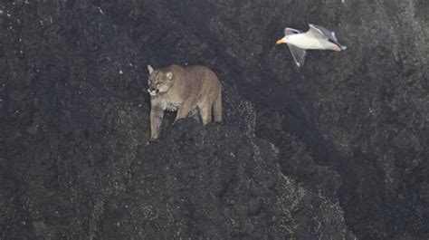 Multiple Cougar Sightings On Northern Oregon Coast In Last Week