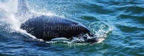 In Motion Orca Lynn Prudhomme Mills