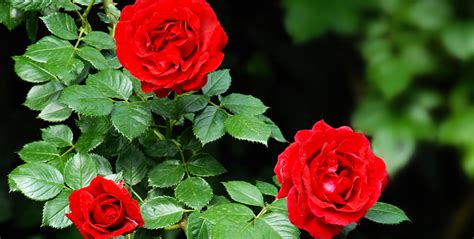 How To Prune Roses Pruning Techniques For Your Garden Planitdiy