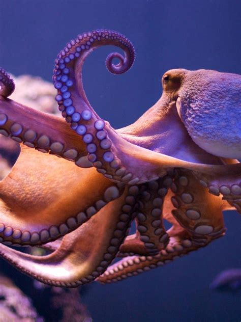 Free Download Octopus Wallpapers 1626x1080 For Your