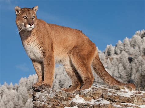 El Puma Mexicano Un Felino Presente En Todo El País México Desconocido