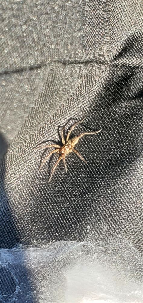 Any Clue What This Guy Could Be Probably An Inch Long Pretty Hairy