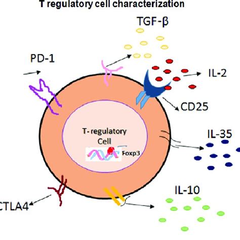 Generation Of Natural And Induced T Regulatory Cells Download Scientific Diagram