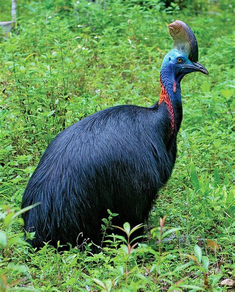 Photo Gallery Ornithologist Andy Mack And Cassowaries Of Papua New Guinea Features