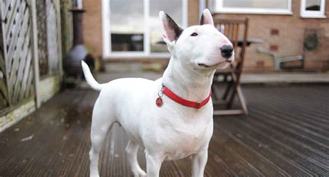 Bull Terrier Hondenras Informatie Centrum Uitgelaten Hond