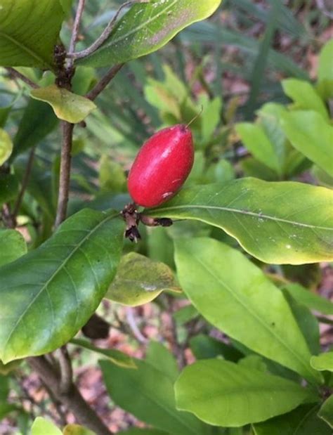 Synsepalum Dulcificum Gets Its Common Name Of Miracle Fruit Because It