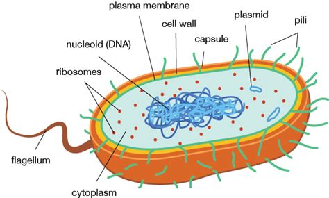 Prokaryotic And Eukaryotic Cell Structure