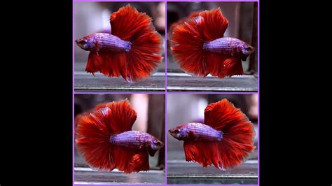 Betta Fish Pastel Purple Dragon Super Red Rosetail Hm Male S463 Youtube
