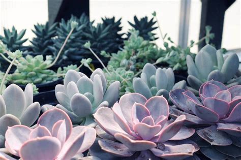 Echeveria Guide How To Take Care Of These Flowers