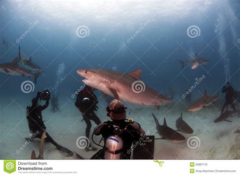 Tiger Shark Stock Photo Image Of Fauna Predator Beach
