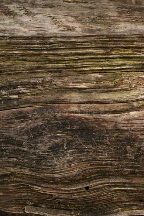 Old Seasoned Wood Gnarled Texture Perfect Rural Natural Background