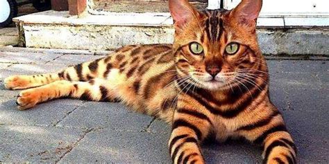 Exploring The World Of Tiger Cat Know About Tiger Cat Breed HereKitt Com