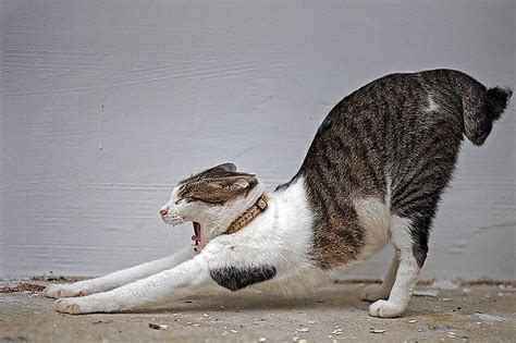 Cats Stretching Cats Pinterest