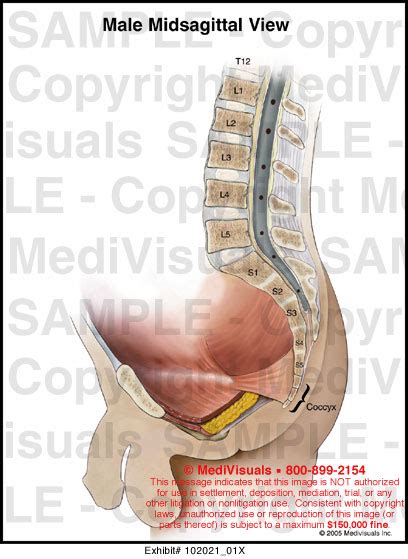 Male Midsagittal View Medical Illustration