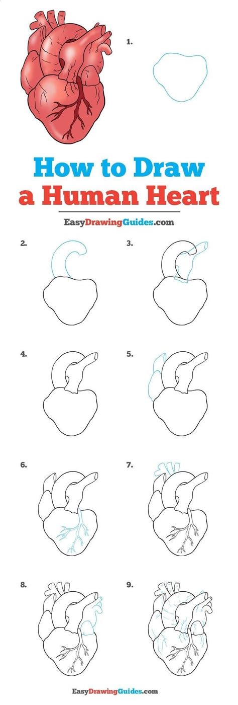 The latest tutorial over there is: Learn How to Draw a Real Heart: Easy Step-by-Step Drawing ...